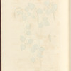Birch