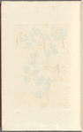 Birch