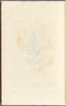 Stechas, or French lavender
