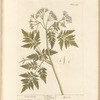 Sweet cicely