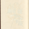 Sweet cicely