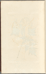 Sweet cicely