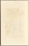 Woad