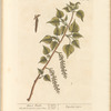 Black poplar