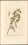 Black poplar