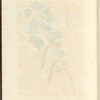 Black poplar