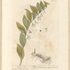 Solomon's-seal