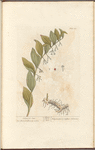 Solomon's-seal