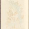 Solomon's-seal
