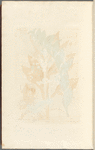 Solomon's-seal