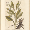 Comfrey