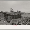 Tool shed of sharecropper, New Madrid County, Missouri