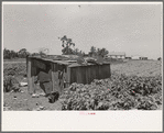 Tool shed of sharecropper, New Madrid County, Missouri