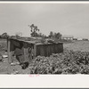 Tool shed of sharecropper, New Madrid County, Missouri