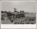 Tool shed of sharecropper, New Madrid County, Missouri