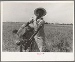 FSA (Farm Security Administration) client's wife with cow, Southeast Missouri Farms