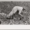 Picking cotton near Lehi, Arkansas