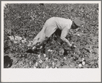 Picking cotton near Lehi, Arkansas