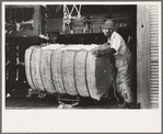Removing bales of cotton from gin press, Lehi, Arkansas