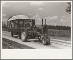 Latest method of hauling cotton to gin, Lehi, Arkansas