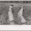 Cotton pickers, Lehi, Arkansas