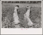 Cotton pickers, Lehi, Arkansas