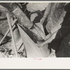 Filling bags of rice at threshing machine near Crowley, Louisiana