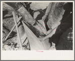 Filling bags of rice at threshing machine near Crowley, Louisiana