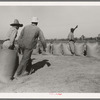 Dragging sacks of rice from thresher to stack, Crowley, Louisiana