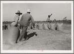 Dragging sacks of rice from thresher to stack, Crowley, Louisiana