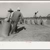 Dragging sacks of rice from thresher to stack, Crowley, Louisiana
