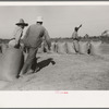 Dragging sacks of rice from thresher to stack, Crowley, Louisiana