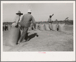 Dragging sacks of rice from thresher to stack, Crowley, Louisiana