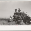 Pitching rice into wagon. Note that bundle of rice is caught by worker on wagon after it is pitched up. Crowley, Louisiana