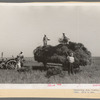 Harvesting rice, Crowley, Louisiana