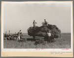 Harvesting rice, Crowley, Louisiana