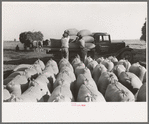 Bags of threshed rice in the foreground, with loading operations in middleground, Crowley, Louisiana