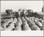 Bags of threshed rice in the foreground, with loading operations in middleground, Crowley, Louisiana