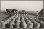 Bags of threshed rice in the foreground, with loading operations in middleground, Crowley, Louisiana