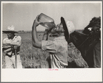 Rice farmer drinking in the fields, Crowley, Louisiana