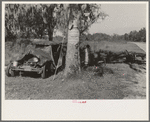 Camp of migrant cane chair maker near Paradis, Louisiana