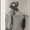 Sewing bags of rice at thresher near Crowley, Louisiana