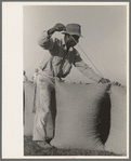 Sewing bags of rice at thresher near Crowley, Louisiana