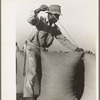 Sewing bags of rice at thresher near Crowley, Louisiana