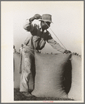 Sewing bags of rice at thresher near Crowley, Louisiana