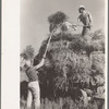 Pitching bundles of rice from rack to wagon. Note how bundle is caught in midair by worker atop wagon. Crowley, Louisiana