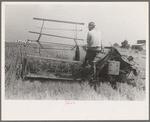 Cutting rice with binder, Crowley, Louisiana