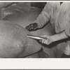 Inserting metal sampler into bag of rice for testing purposes, Abbeville, Louisiana