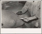 Inserting metal sampler into bag of rice for testing purposes, Abbeville, Louisiana