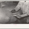 Inserting metal sampler into bag of rice for testing purposes, Abbeville, Louisiana